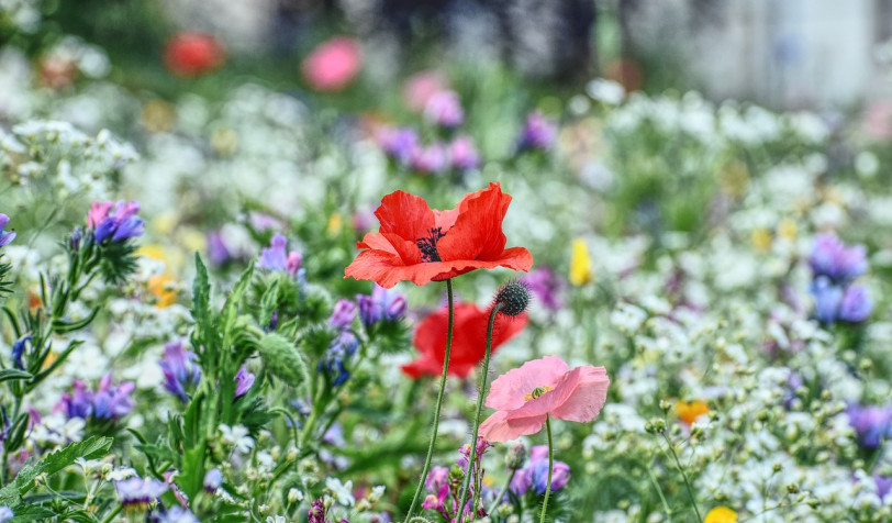 prairie fleurie